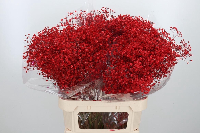 <h4>Gyps Kl Bh Rood</h4>