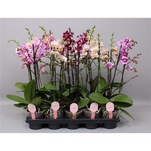 Phal. Multiflora 2-tak mix 