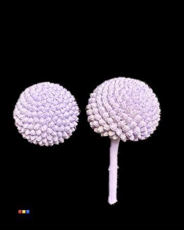 <h4>Craspedia Klb Light Milka</h4>