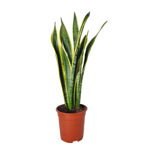 Sansevieria Laurentii 19 cm