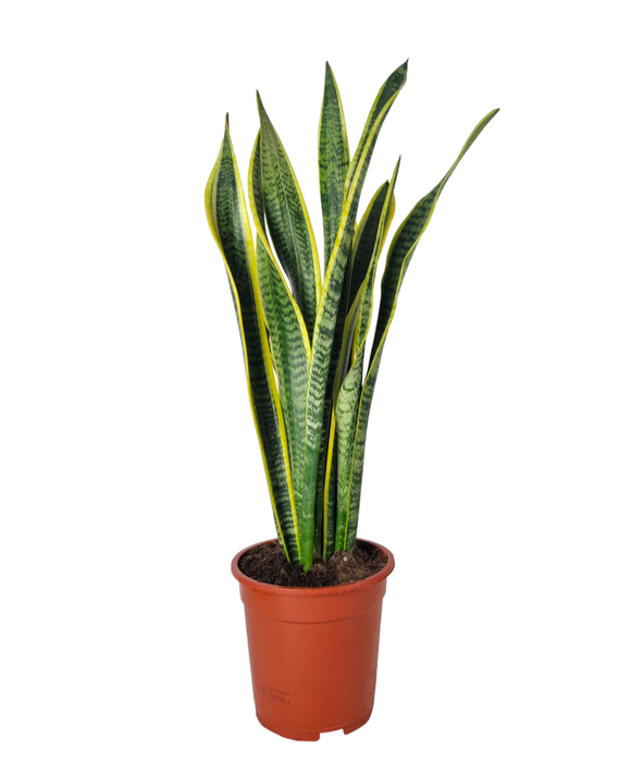 <h4>Sansevieria Laurentii 19 cm</h4>