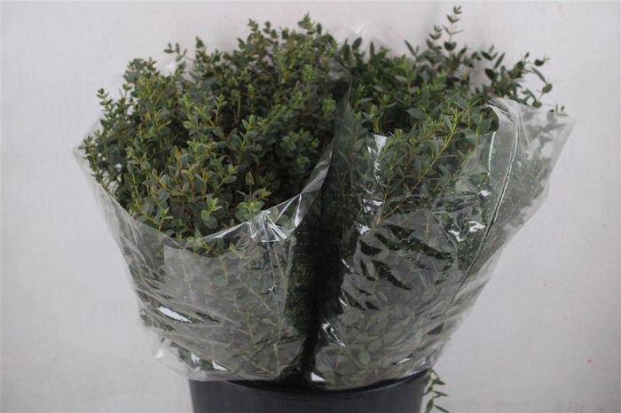 <h4>Euca Parvifolia Short 150gr P Bunch</h4>