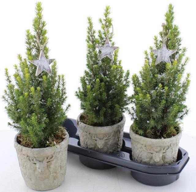<h4>PICEA GL PERFECTA</h4>