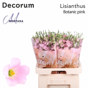 Lisianthus si botanic pink