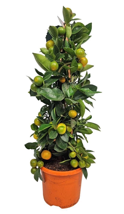 <h4>Citrus Calamondin Grafted Pyramid</h4>