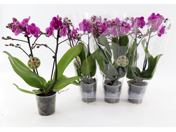 <h4>PHAL OV PAARS</h4>