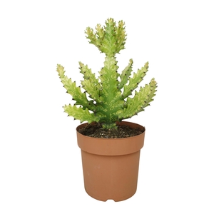 Euphorbia horrida