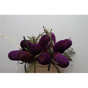 Banksia Speciosa Purple