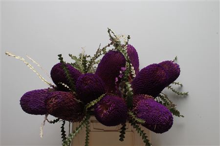 <h4>Banksia Speciosa Purple</h4>