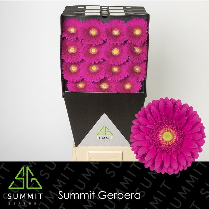 <h4>Gerbera Flamenco Diamond</h4>