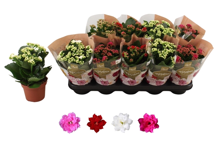 <h4>KAL GE RO GEM 4 KL</h4>