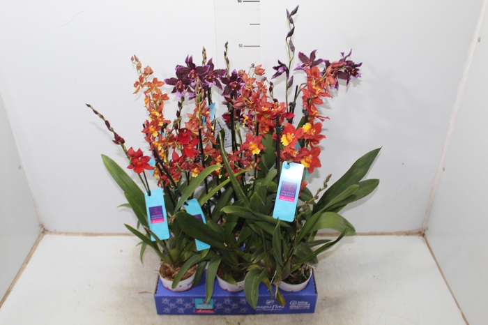 Holambelo - Loja Gran Flora