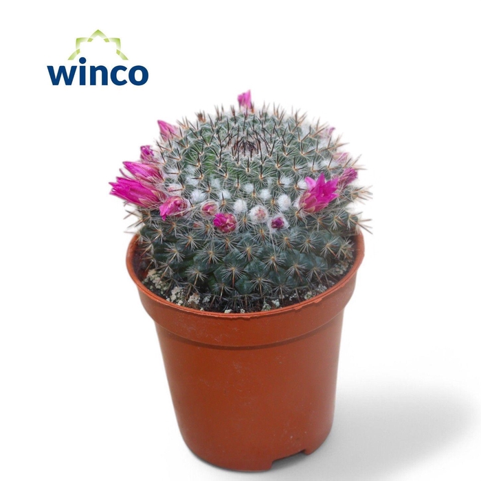 <h4>Mammillaria Hahniana (flowering)</h4>