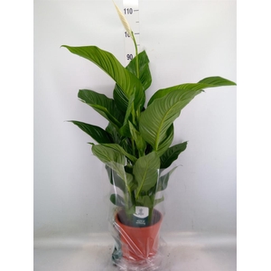 Spathiphyllum  'Sweet Lauretta'
