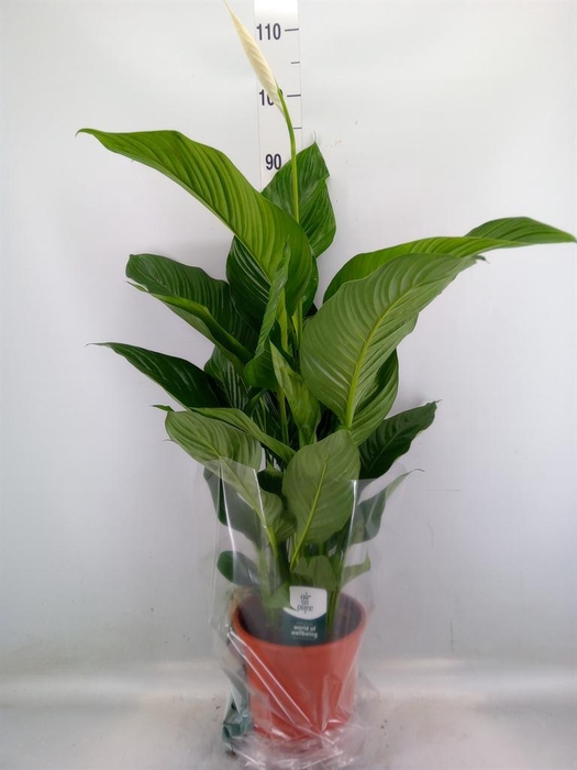 <h4>Spathiphyllum  'Sweet Lauretta'</h4>