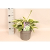 vaste planten 19 cm  Hosta Wide Brim afd.1