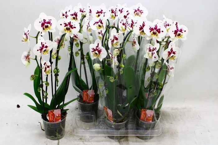 <h4>PHAL EL CASCADE</h4>