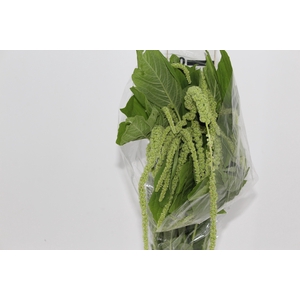 AMARANTHUS VERDE PENDENTE 070 CM