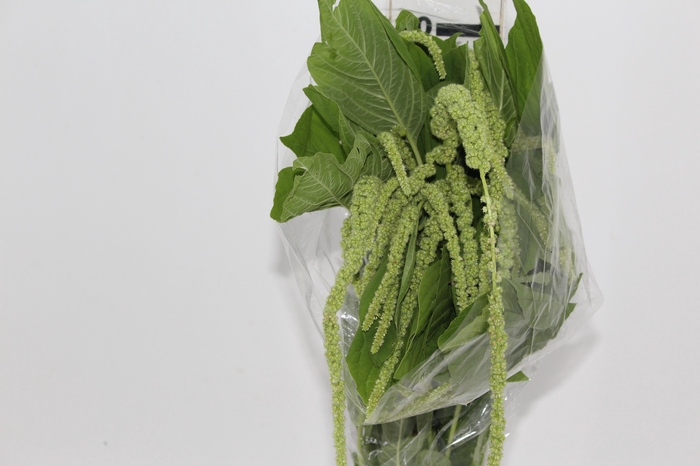 <h4>AMARANTHUS VERDE PENDENTE 070 CM</h4>