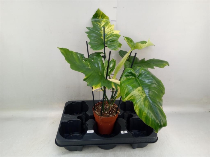 <h4>Philodendron   ...</h4>