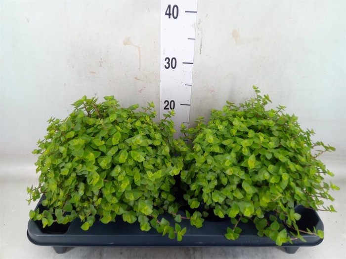 <h4>Callisia repens</h4>