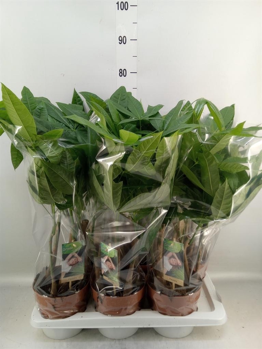 <h4>Pachira aquatica</h4>