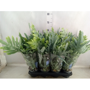 Phlebodium aureum 'Blue Star'