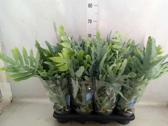 Phlebodium aureum 'Blue Star'