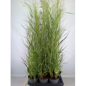 Panicum virgatum