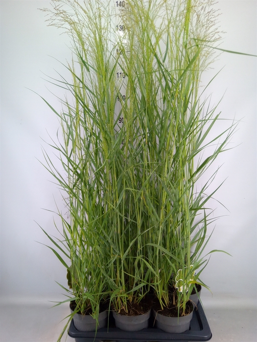 <h4>Panicum virgatum</h4>