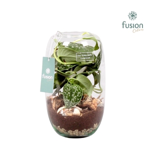 Green Bottle Isabella Medium Maritiem met Scindapsus