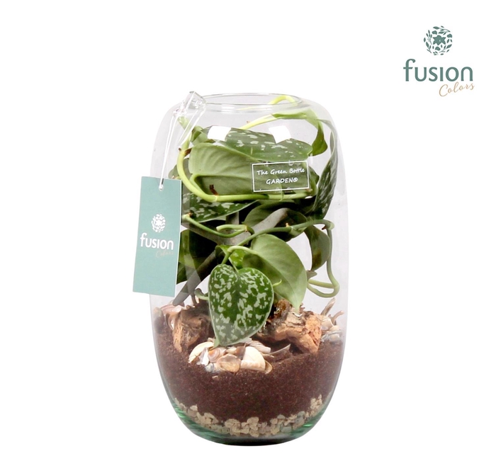 <h4>Green Bottle Isabella Medium Maritiem met Scindapsus</h4>