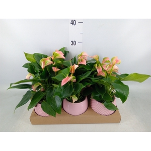 Anthurium   ...mix