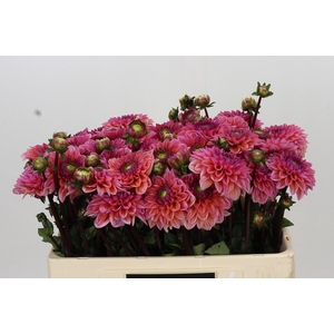 Dahlia Daisy Duke