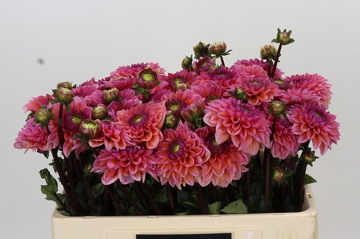 <h4>Dahlia Daisy Duke</h4>