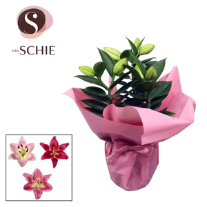 Oriental p13 Rondella PINK