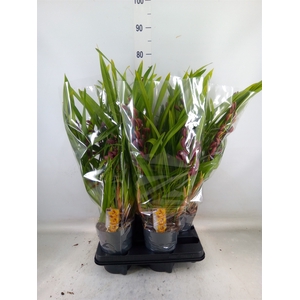 Cymbidium   ...