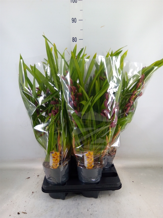 <h4>Cymbidium   ...</h4>