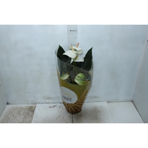 ANTHURIUM SUMI P17