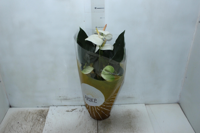 <h4>ANTHURIUM SUMI P17</h4>