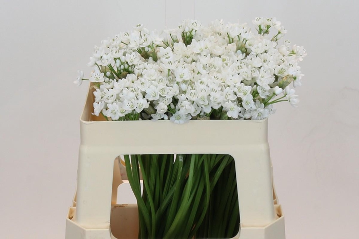 <h4>Allium Flocon</h4>