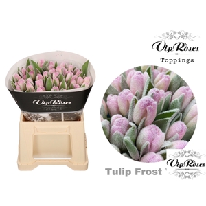 TU EN FROST VIOLET