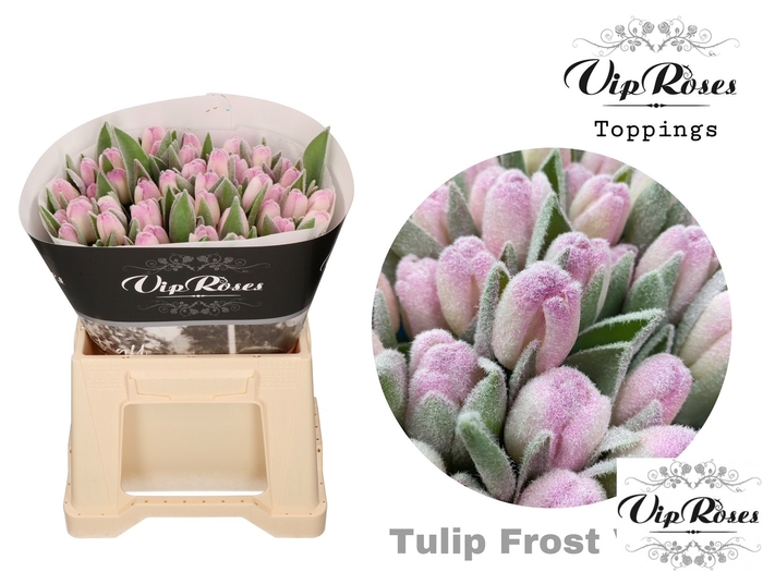 TU EN FROST VIOLET