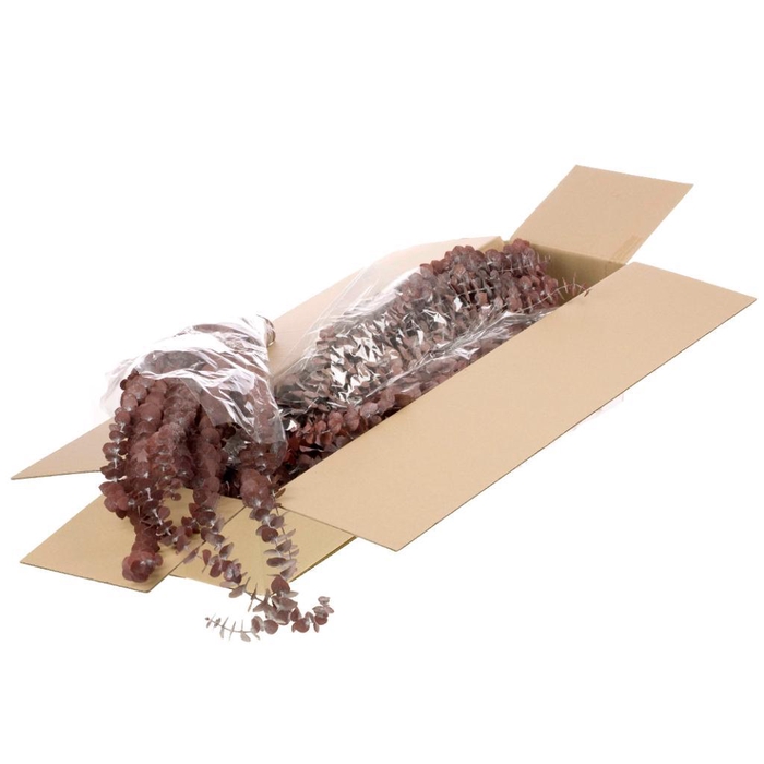 <h4>Eucalyptus Baby Preserved Sb Red</h4>