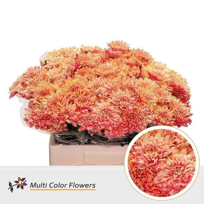 <h4>Chrysanthemum TR   ...colored H%</h4>
