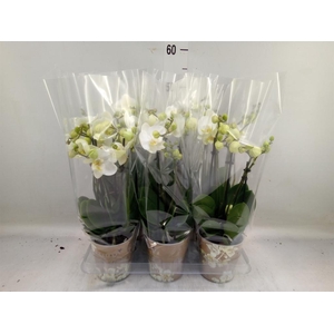Phalaenopsis   ...white