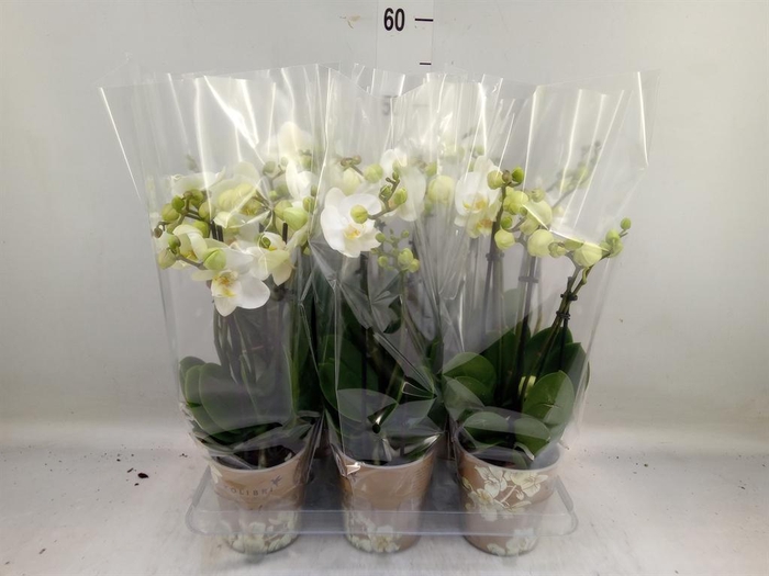 <h4>Phalaenopsis   ...white</h4>