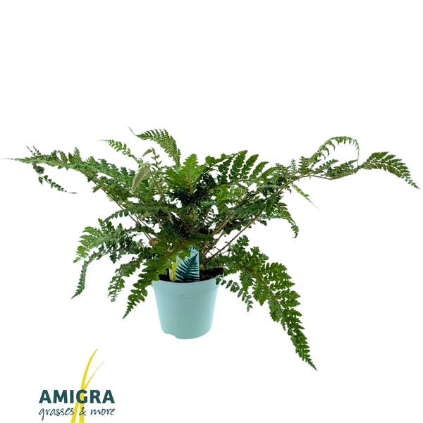 <h4>Polystichum polyblepharum 'Jade'</h4>