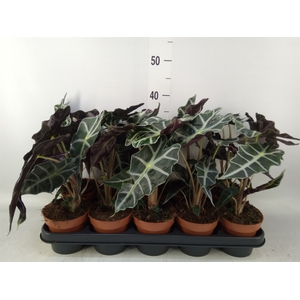 Alocasia amazonica 'Polly'