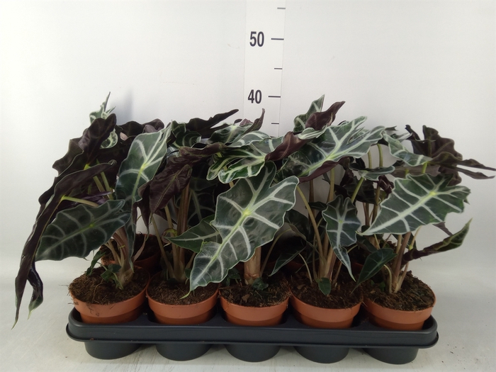 <h4>Alocasia amazonica 'Polly'</h4>